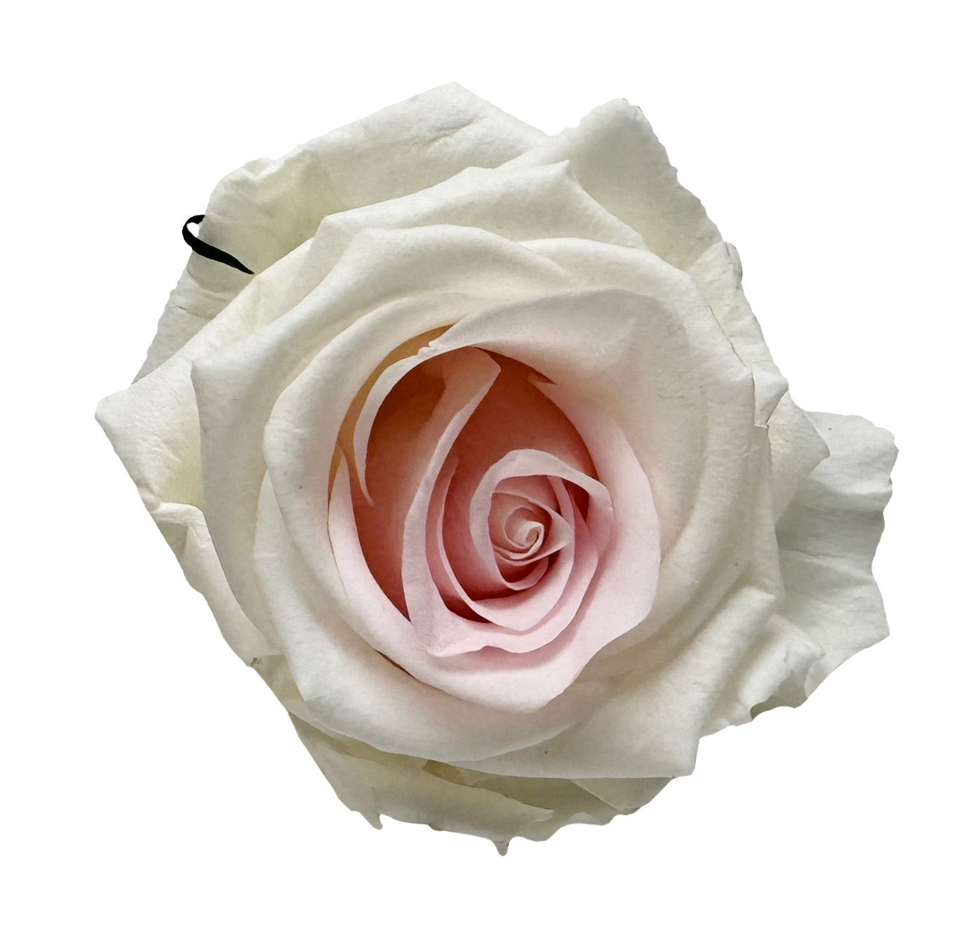 konservierte Rose 28 cm zweifarbig 