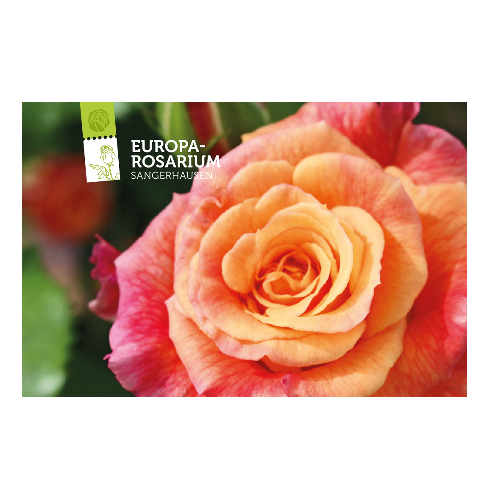 Magnet Europa-Rosarium Rose