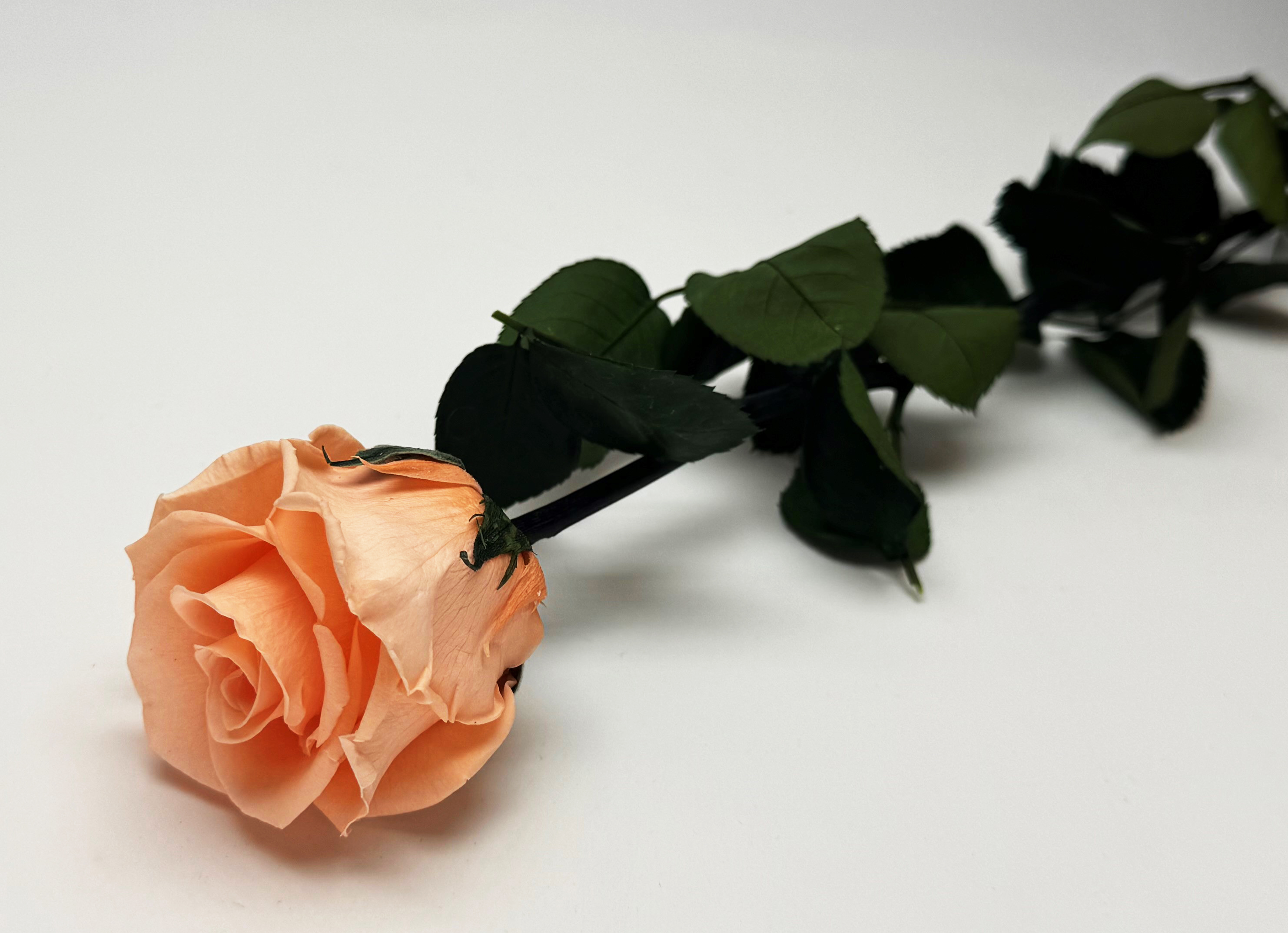 Konservierte Rose  54 cm Peach, Verdissimo