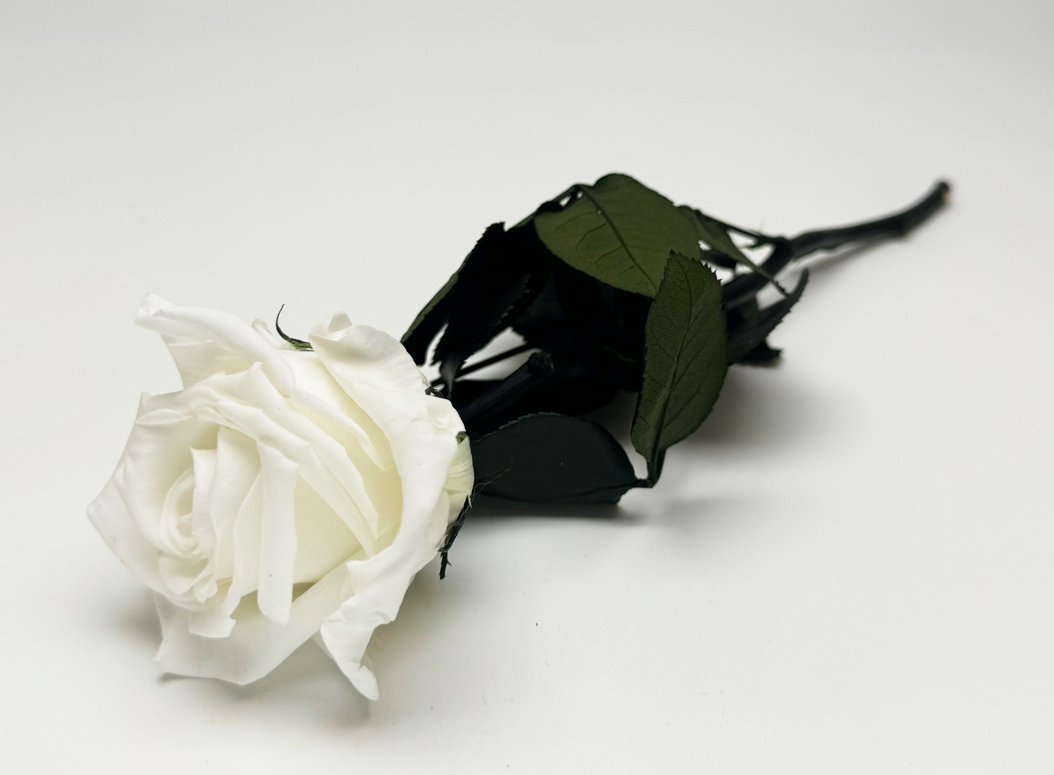 Konservierte Rose 28 cm weiß, Verdissimo