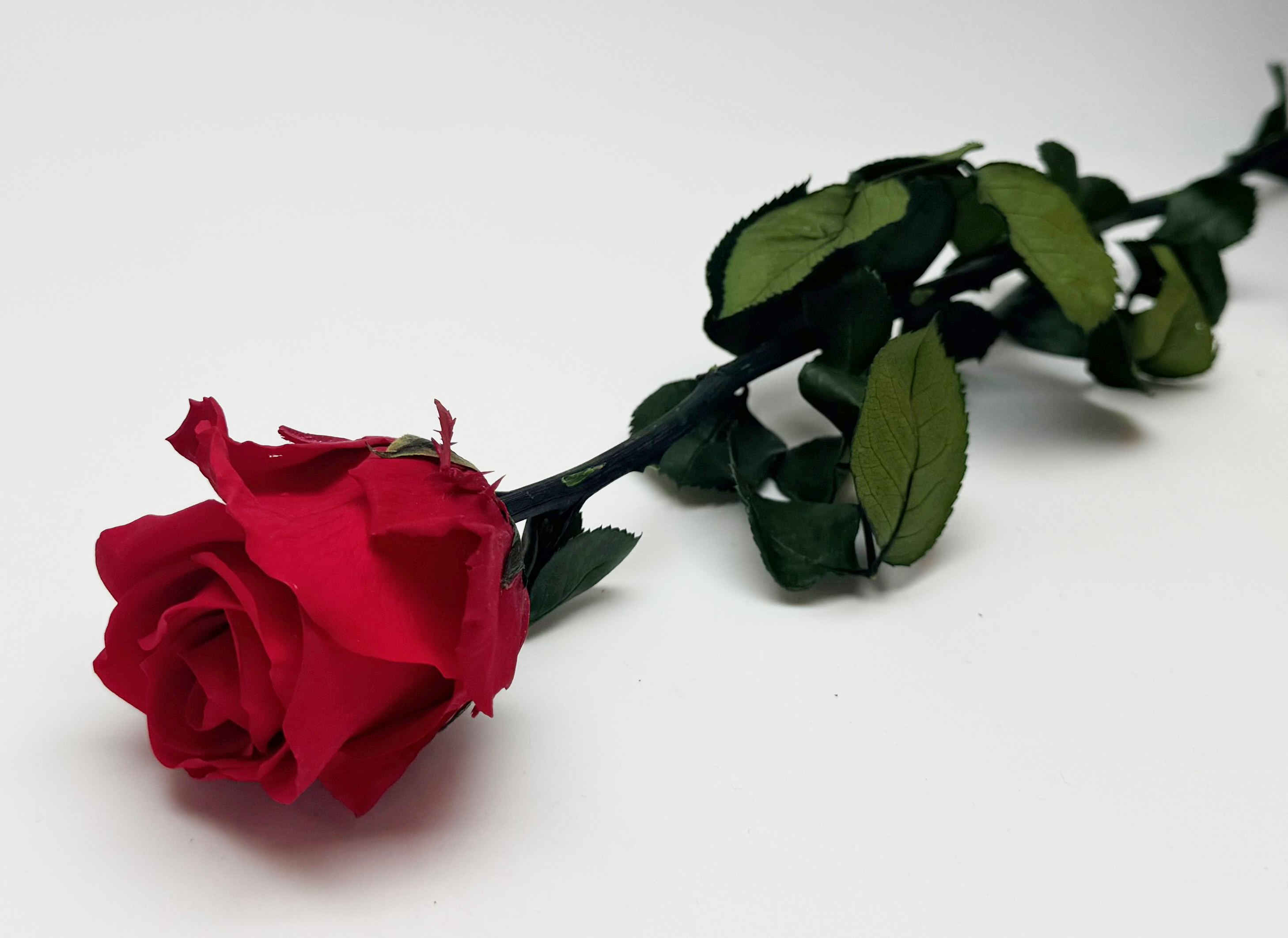 Konservierte Rose 54 cm Red, Verdissimo
