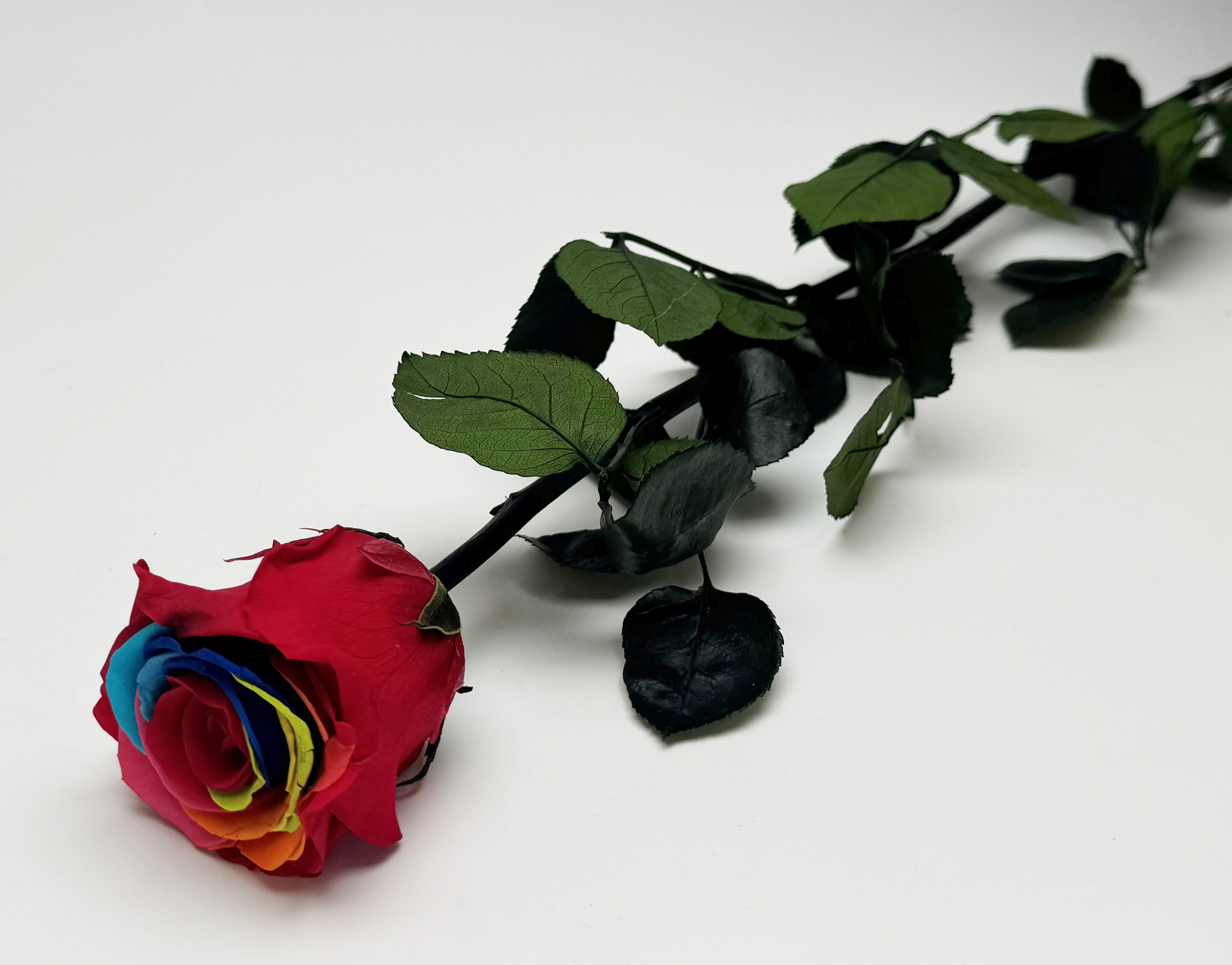 Konservierte Rose 54 cm Rainbow, Verdissimo