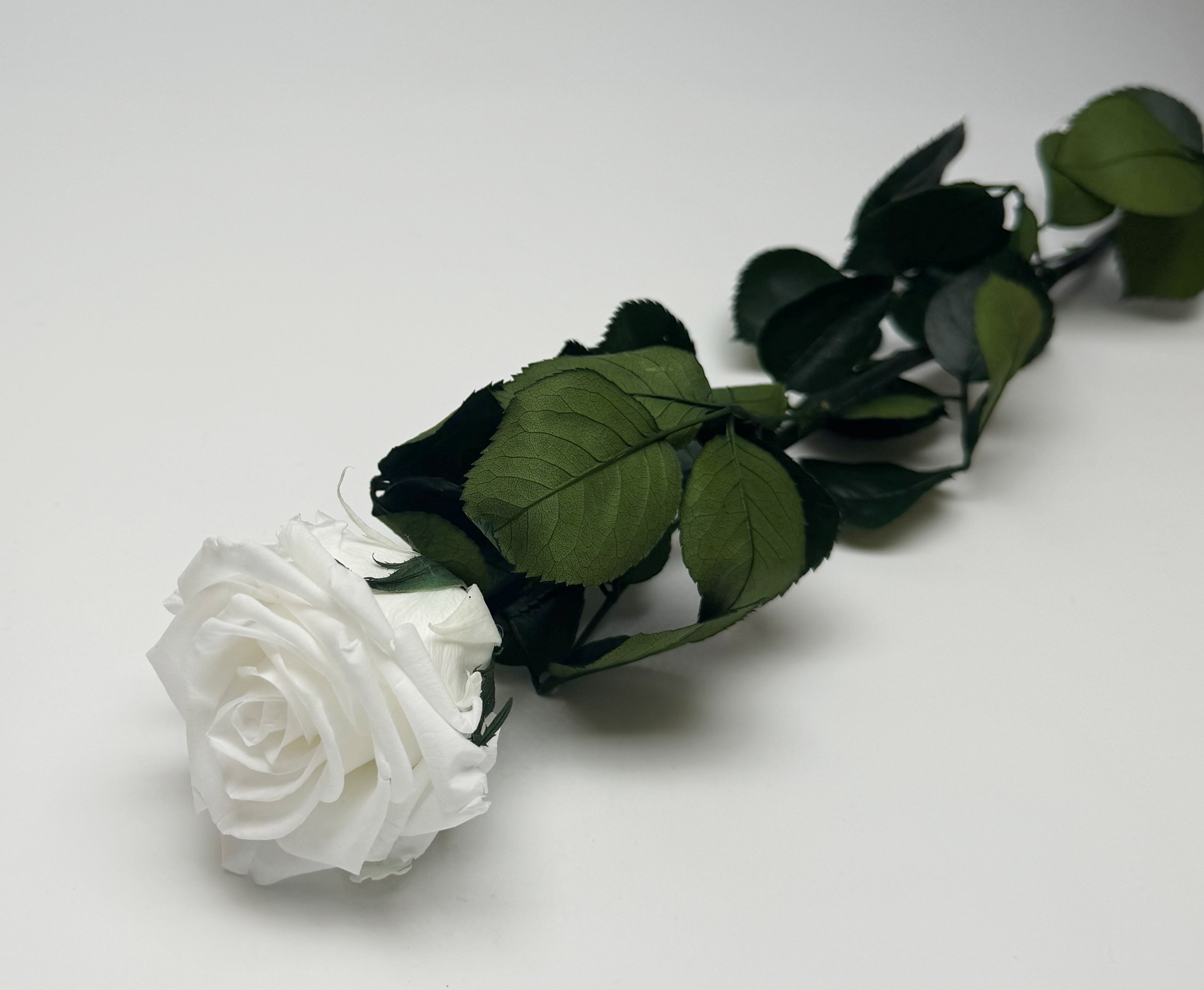 Konservierte Rose 54 cm weiß, Verdissimo